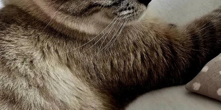 Siamoise tabby chocolat