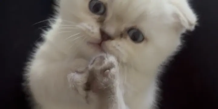 Chaton à vendre