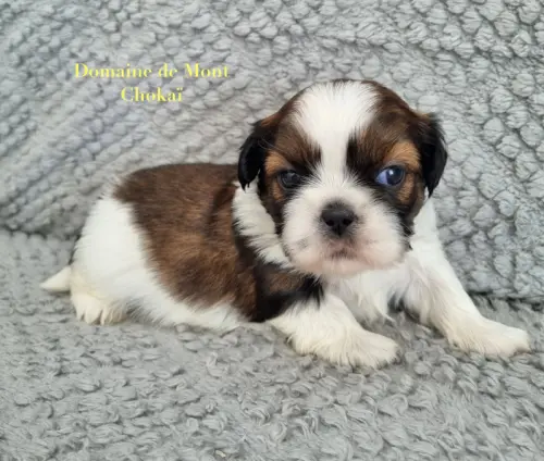 Magnifiques bébés Shih Tzu Tricolore à Polaincourt et Clairefontaine