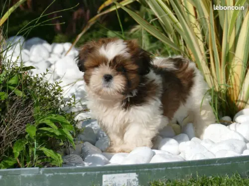 SHIH TZU chiots à Capelle et Masmolene