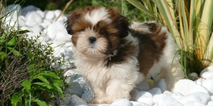 SHIH TZU chiots