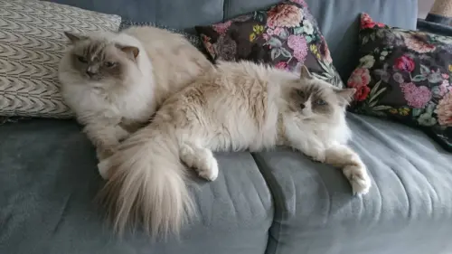 Chats Ragdoll à vendre à Chavannes près Renens
