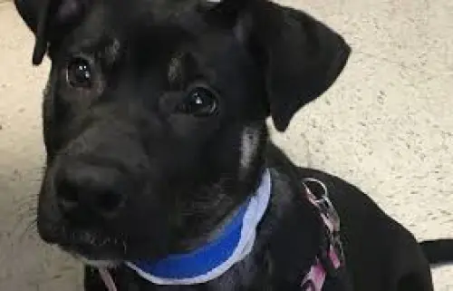 Nourriture saine et naturelle pour chiens, pour chats à Mézières