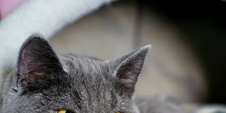 BKH Deckkater