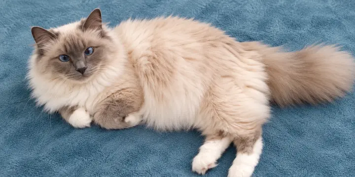 Magnifique Sacrée de Birmanie de 7 ans cherche une nouvelle famille