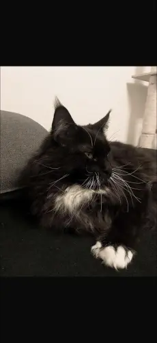 Maine Coon à donner à Châtonnaye