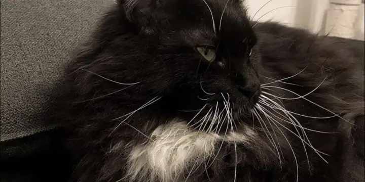 Maine Coon à donner