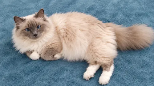 Magnifique Sacrée de Birmanie de 7 ans cherche une nouvelle famille