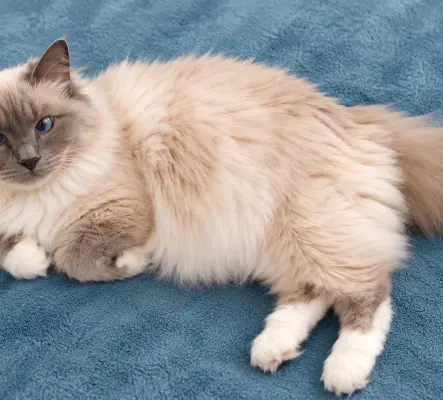 Magnifique Sacrée de Birmanie de 7 ans che...