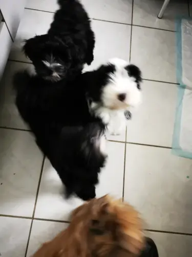 Familienzucht verkauf Tibétain Terrier à Habsheim