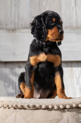 Beautiful Gordon Setter à Ins