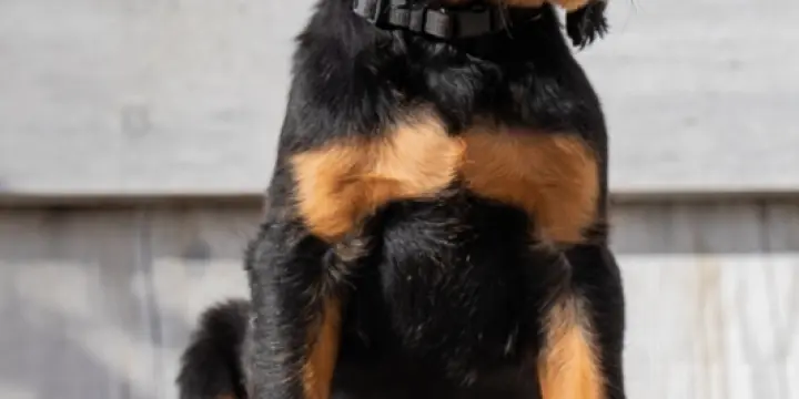 Beautiful Gordon Setter