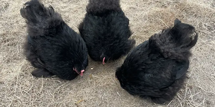 Poules Pékin noires