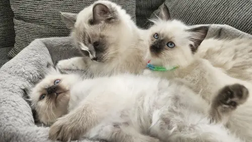 🤍 Adorables bébés Ragdoll 🐾 Deux petites merveilles à adopter avec amour ❤️