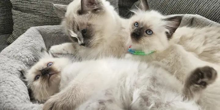 🤍 Adorables bébés Ragdoll 🐾 Deux petites merveilles à adopter avec amour ❤️