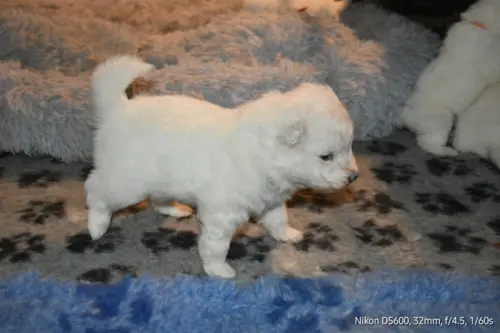 Chiots samoyède LOF à réserver à Savigny