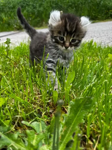 Chatons Highland Linx à Wasserbourg