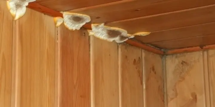 De la mérule dans votre chalet ?