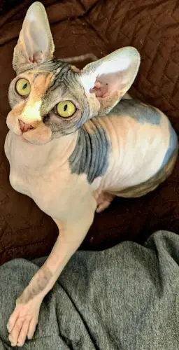 Sphinx femelle à Chêne-Bougeries