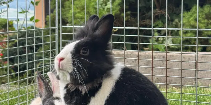 Nous recherchons un foyer aimant pour nos deux adorables lapins nains de 6 ans, Lune et Cookie.