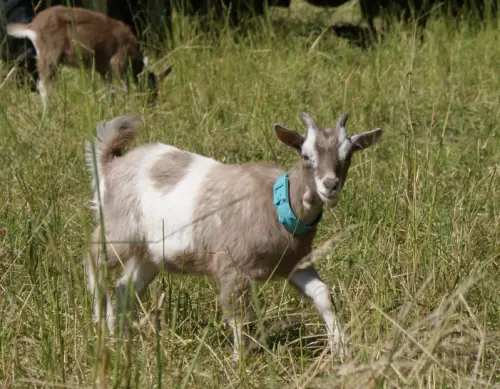 Chèvre de compagnie à Cornaux