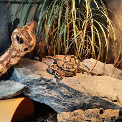 Python regus - terrarium - accessoires à Corcelles-le-Jorat