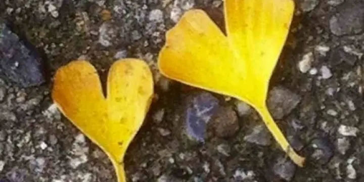 Numérologie, tarot et fleurs de Bach