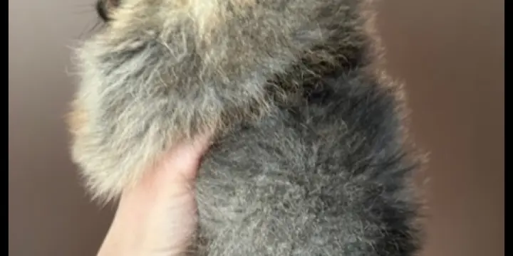 Ulie femelle spitz allemand nain poméranien lof