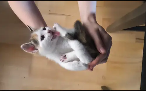 Chat mâle à Eclepens