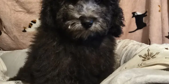 Magnifique Chiot caniche nain gris