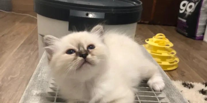 Chatons sacré.