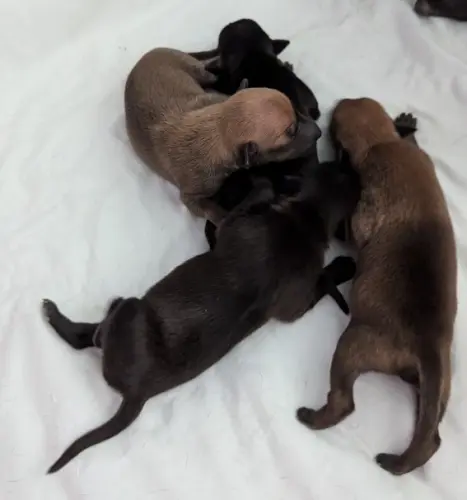 A réserver chiots Petit Levrier Italien pure race à gelacourt