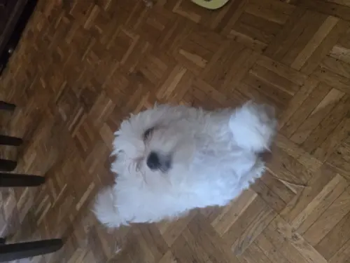 Bichon Maltais à Lausanne