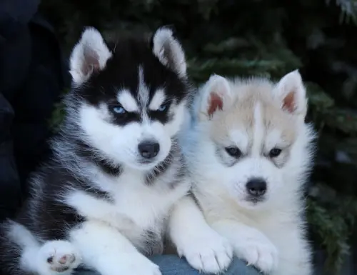 Chiots Husky Siberien LOF à Modane