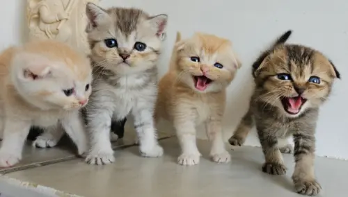 Chatons Scottishs avec Pedigree à Orzens