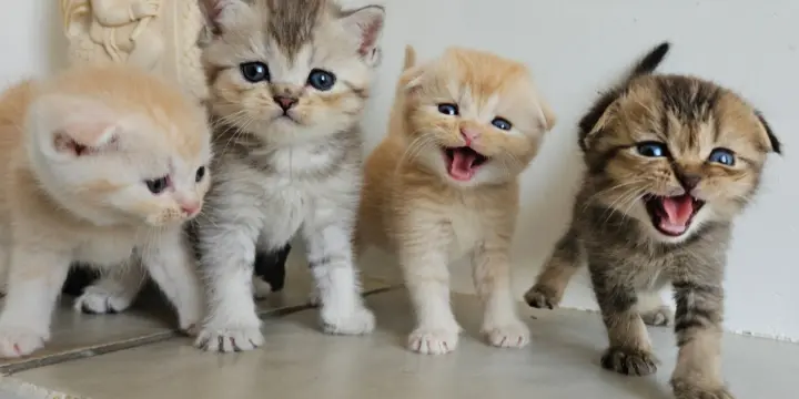 Chatons Scottishs avec Pedigree