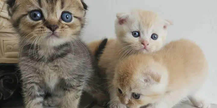 Chatons Britishs Scottishs avec Pedigree