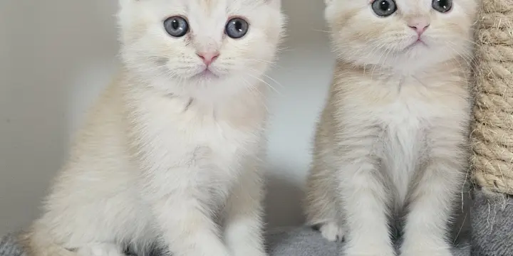 Chatons Scottishs avec Pedigree
