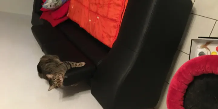 Vente de mon canapé