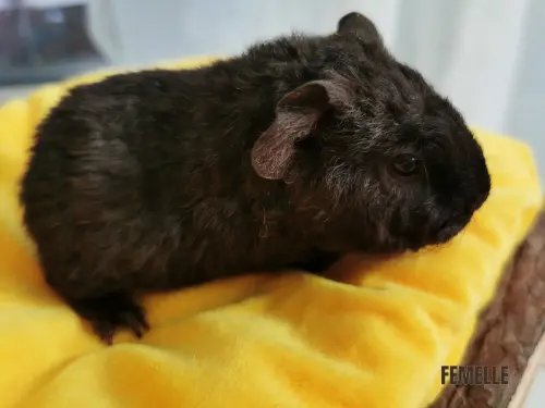 Cochon d'inde Teddy US femelle à Mézières VD