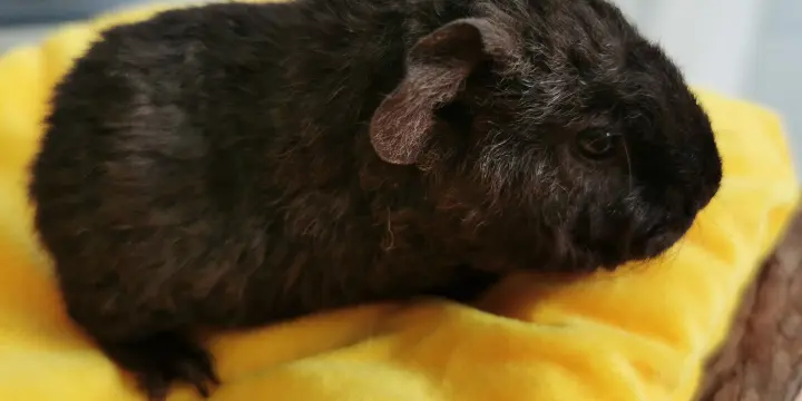 Cochon d'inde Teddy US femelle