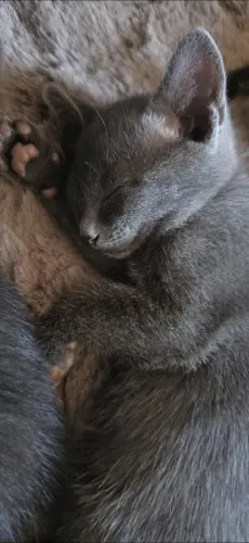 Chatons d'amour mi siamois à Carouge