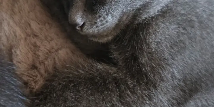 Chatons d'amour mi siamois