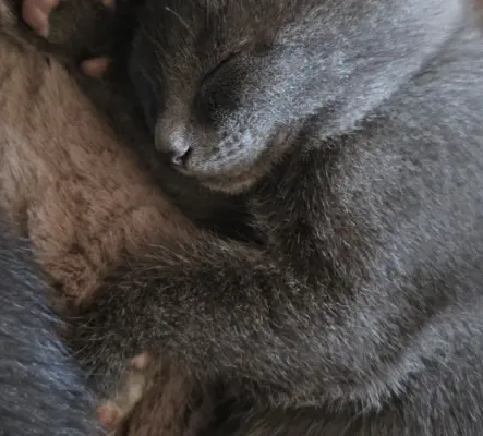 Petits bout d'amour mi siamois