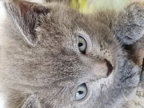 Chaton chartreux a vendre à Cheiry