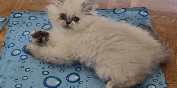 Chaton croisées a vendre