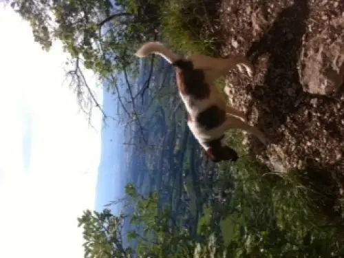 Garde de chien à Genève