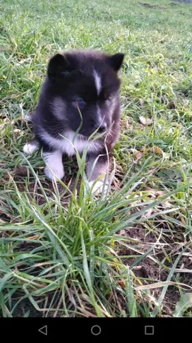 Huskys Sibérien à Charmey