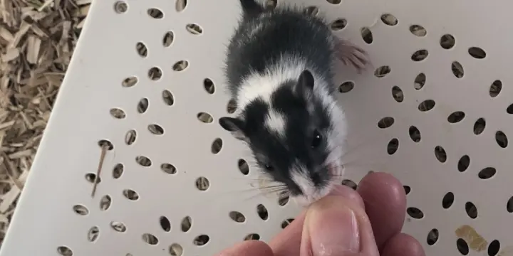 Gerbilles bébés