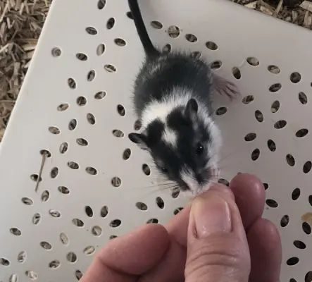 Gerbilles bébés